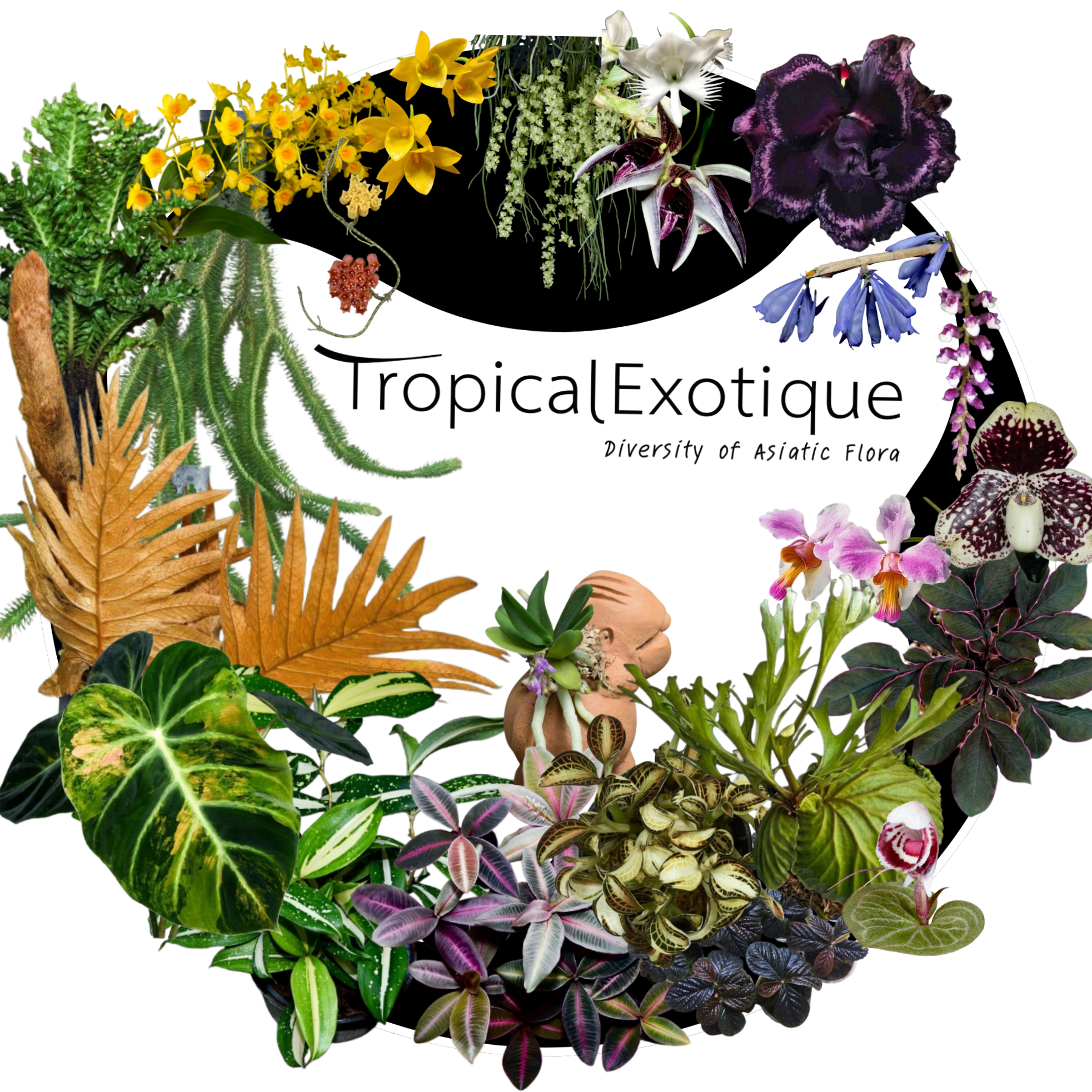 TropicalExotique